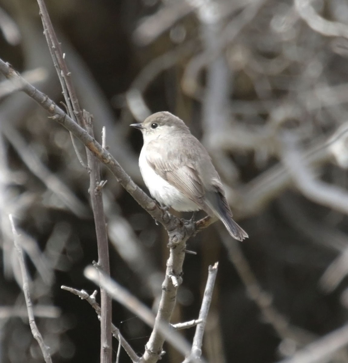 Taiga Flycatcher - ML638484966