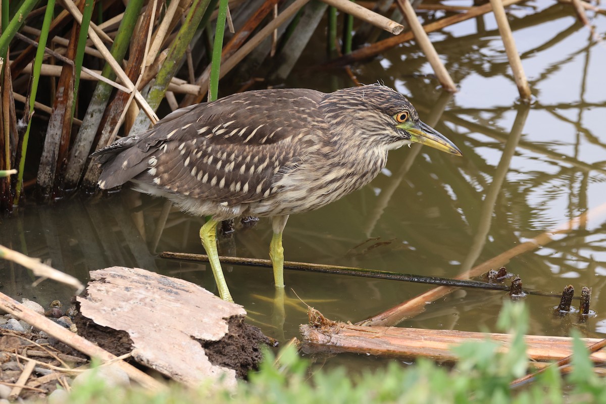 Black-crowned Night Heron - ML638484968
