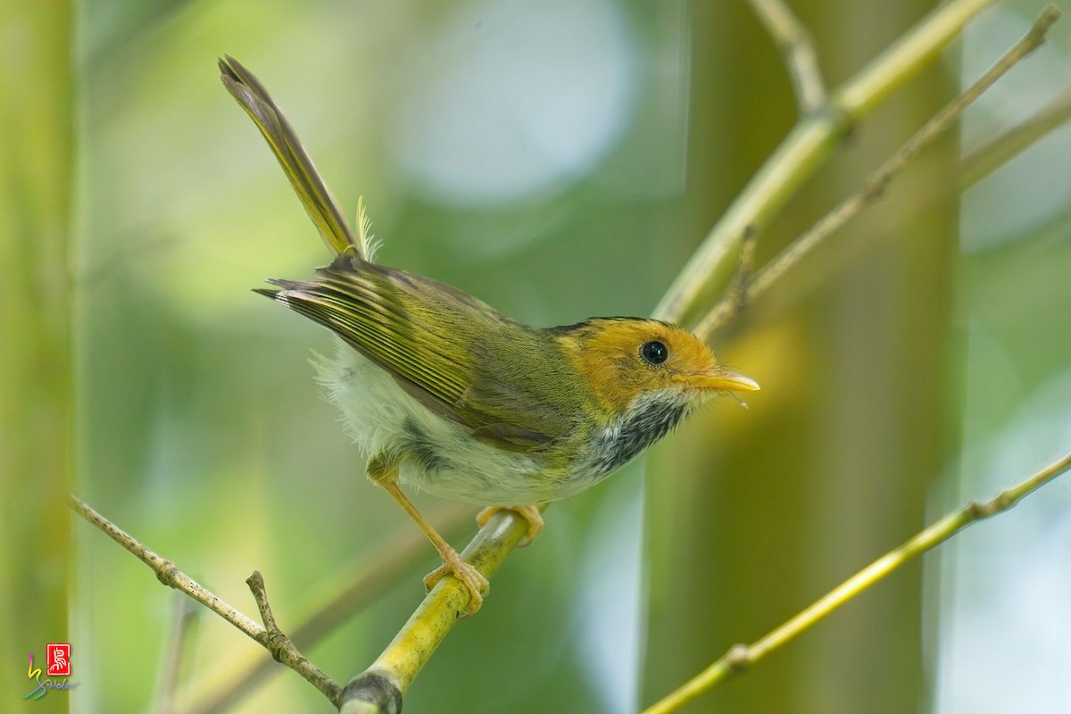 Rufous-faced Warbler - ML638484979