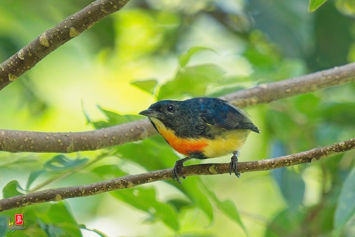 Fire-breasted Flowerpecker - ML638485018