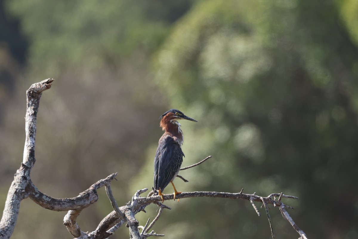 Green Heron - ML638485028