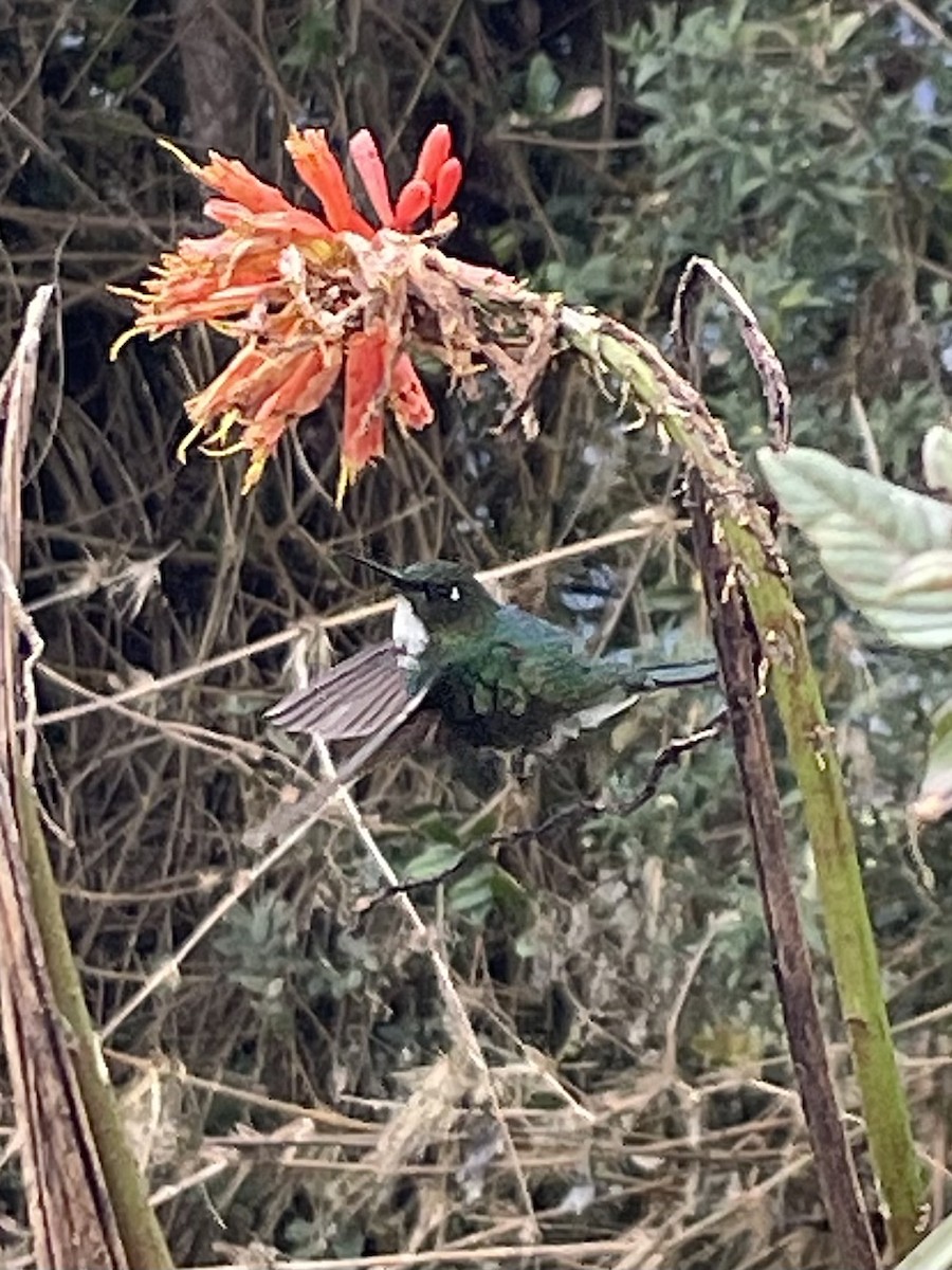 Tourmaline Sunangel - ML638485038