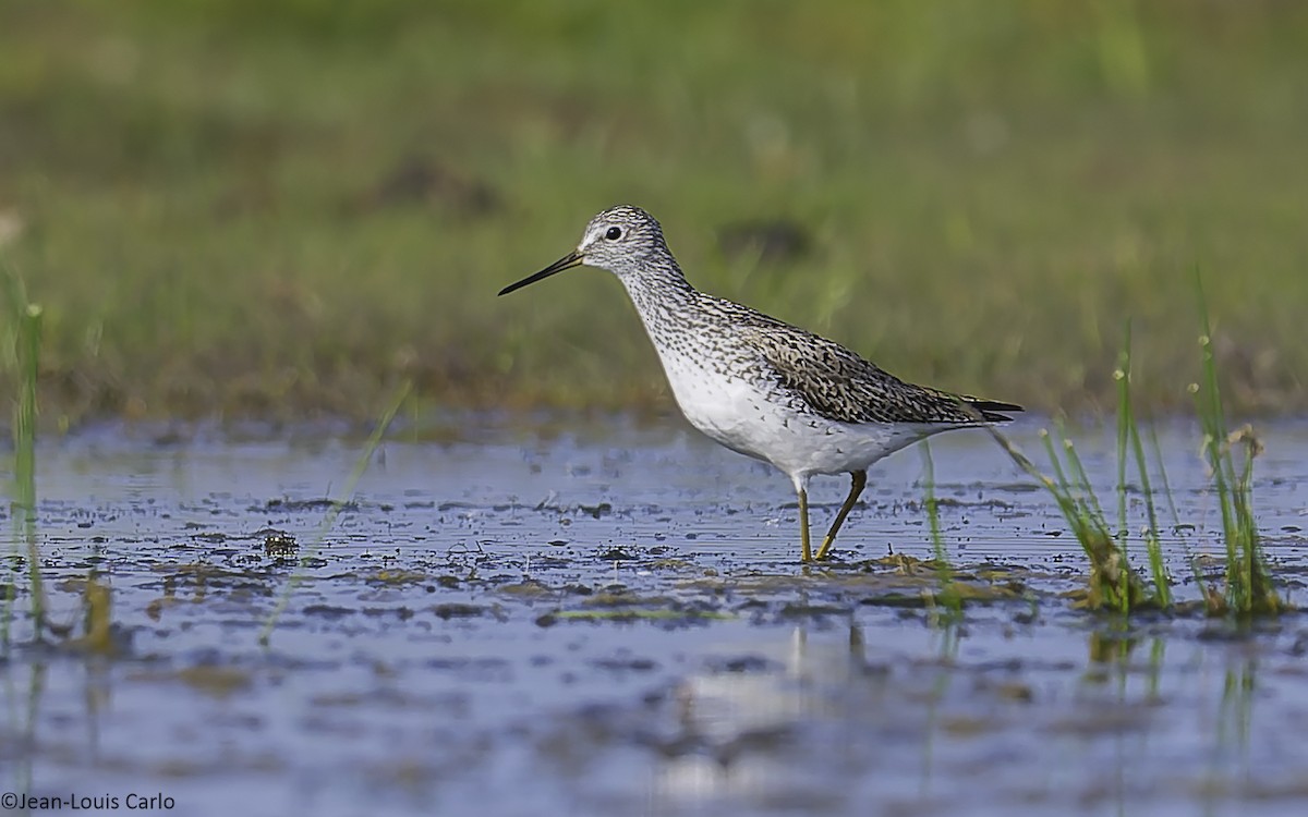 Marsh Sandpiper - ML638485042
