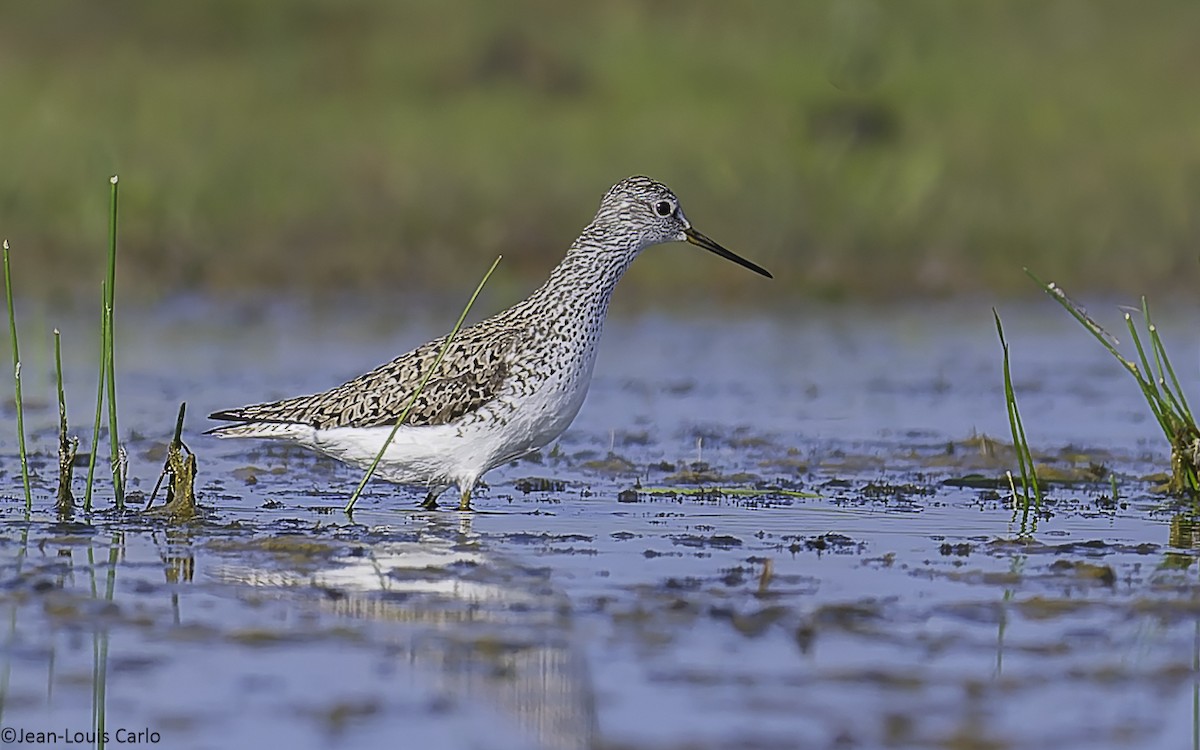 Marsh Sandpiper - ML638485043