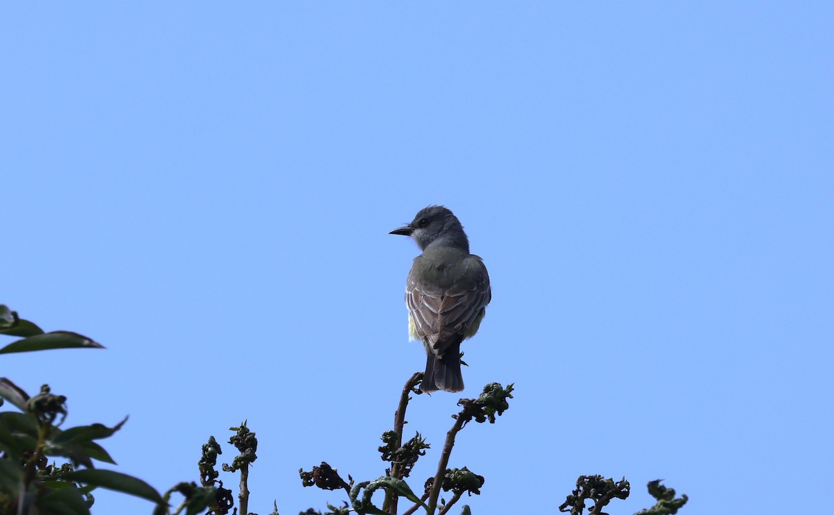 Cassin's Kingbird - ML638485078