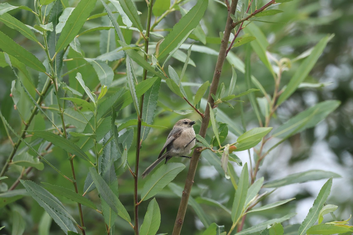Bushtit - ML638485095