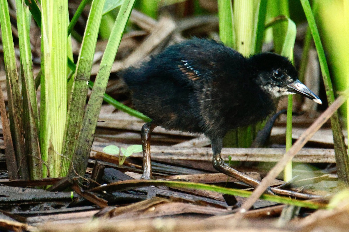 Virginia Rail - ML638485113