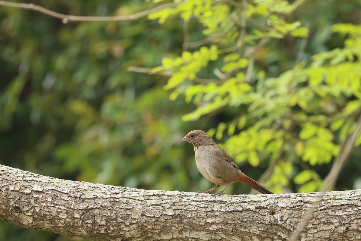 California Towhee - ML638485119