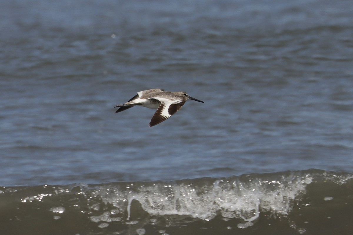 Willet - ML638485123