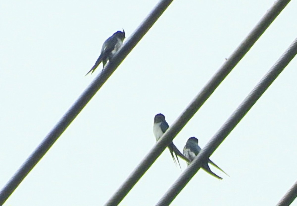 Gray-rumped Treeswift - ML638485139