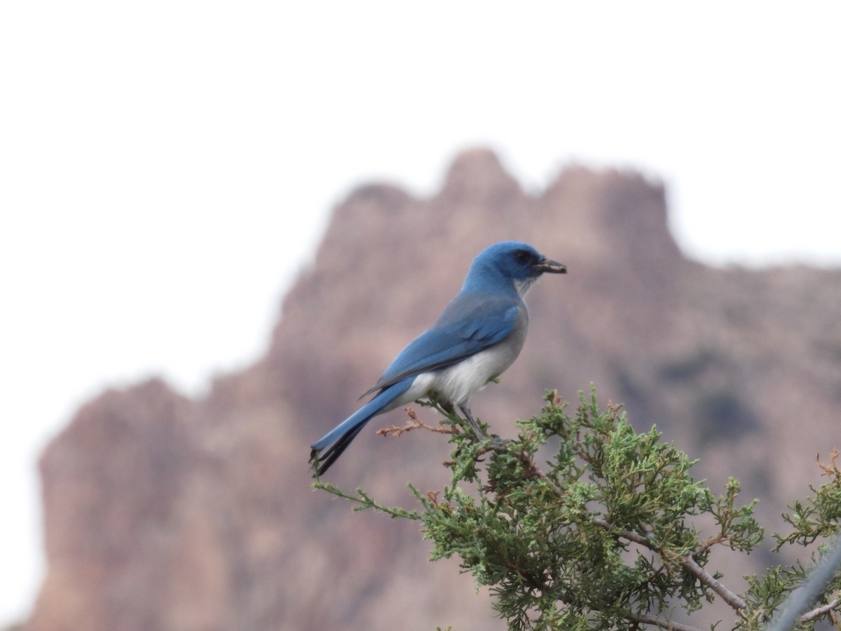Mexican Jay - ML638485172