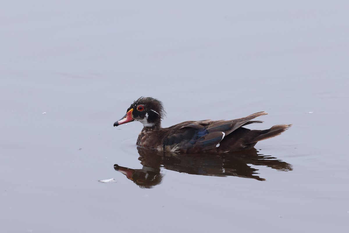Wood Duck - ML638485185