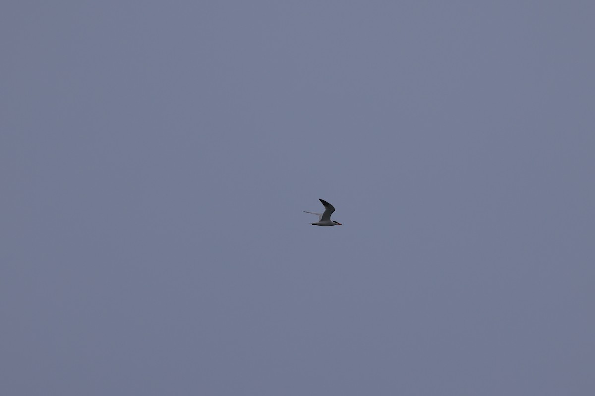 Caspian Tern - ML638485205
