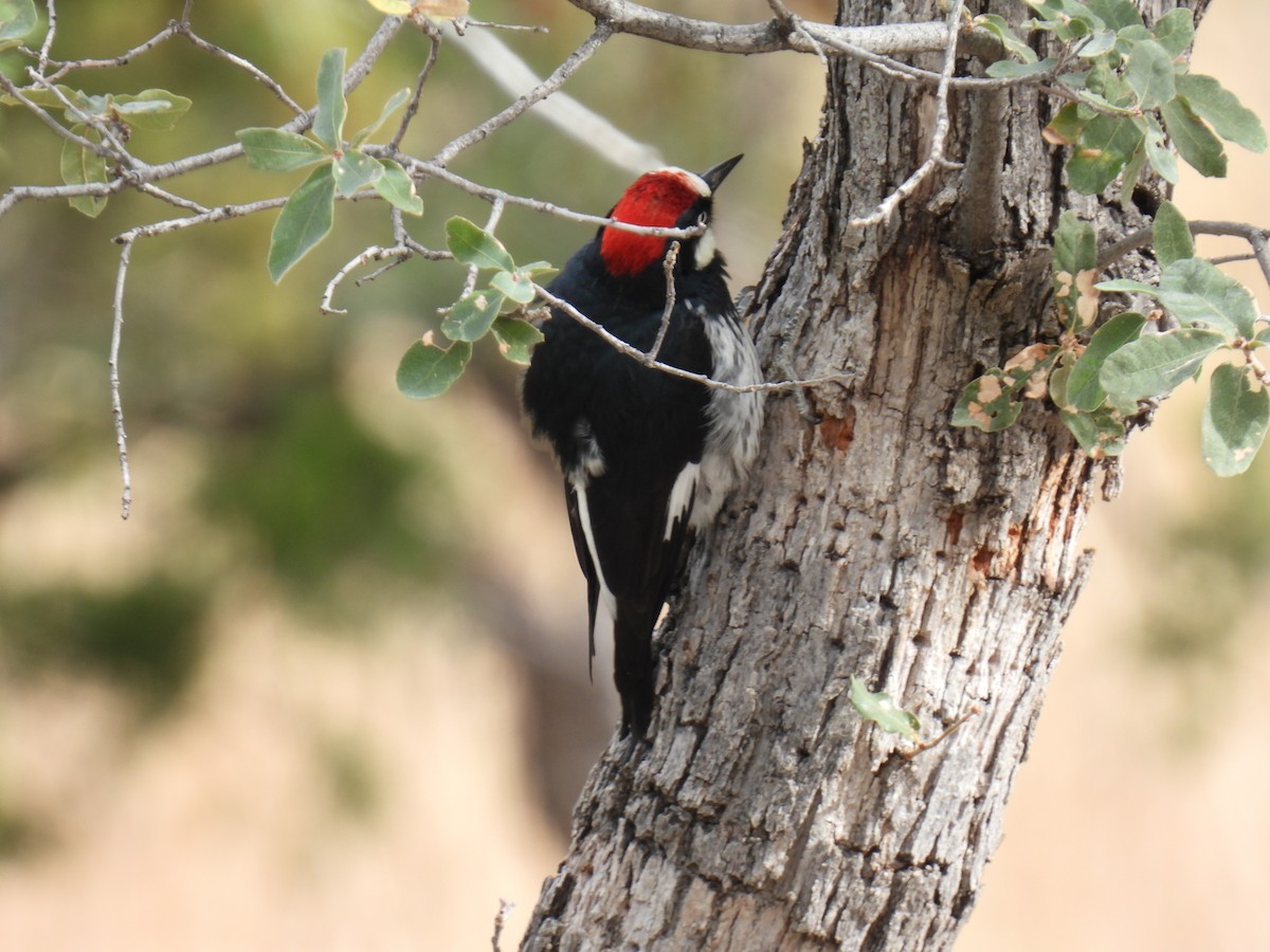 Acorn Woodpecker - ML638485209