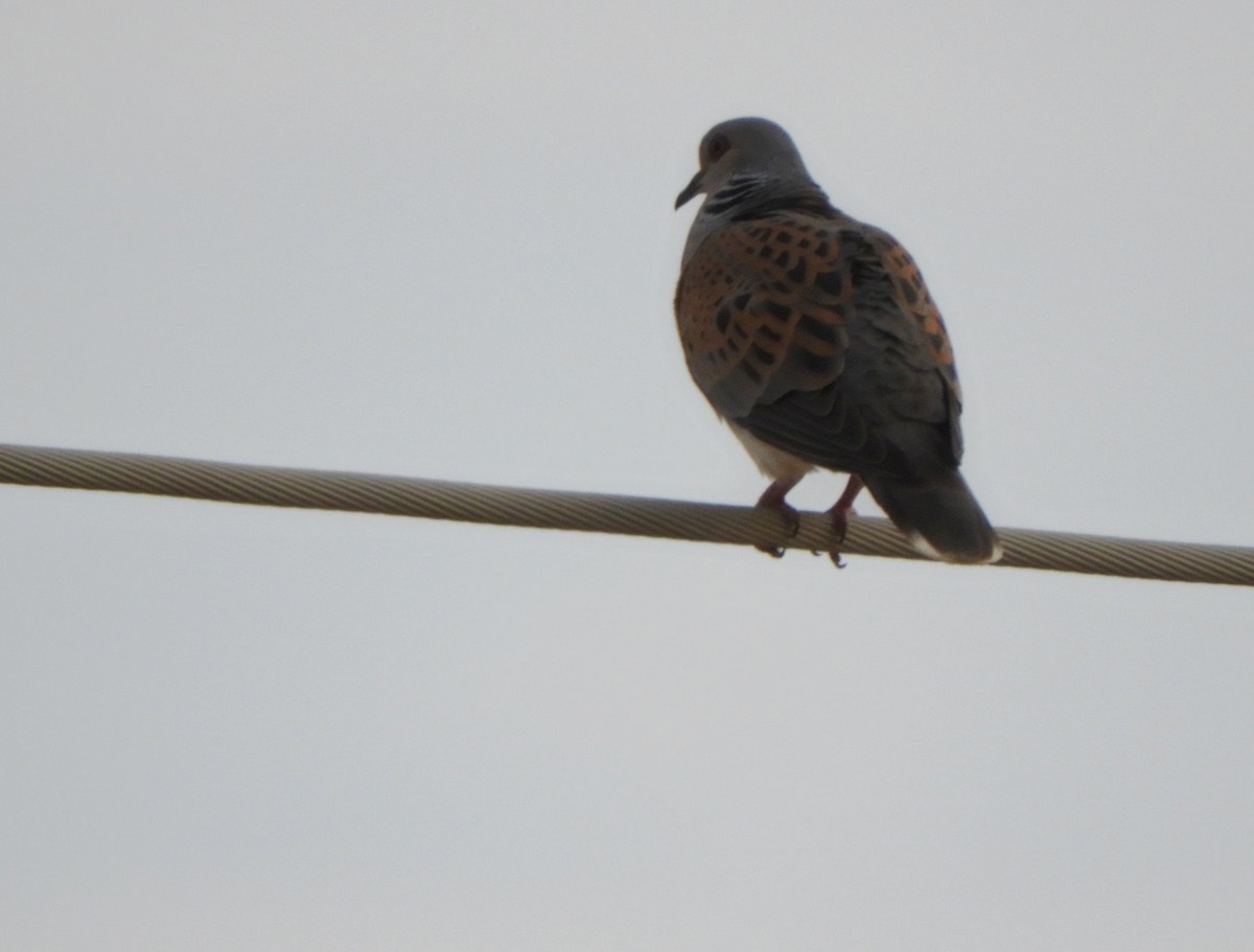 European Turtle-Dove - ML638485228