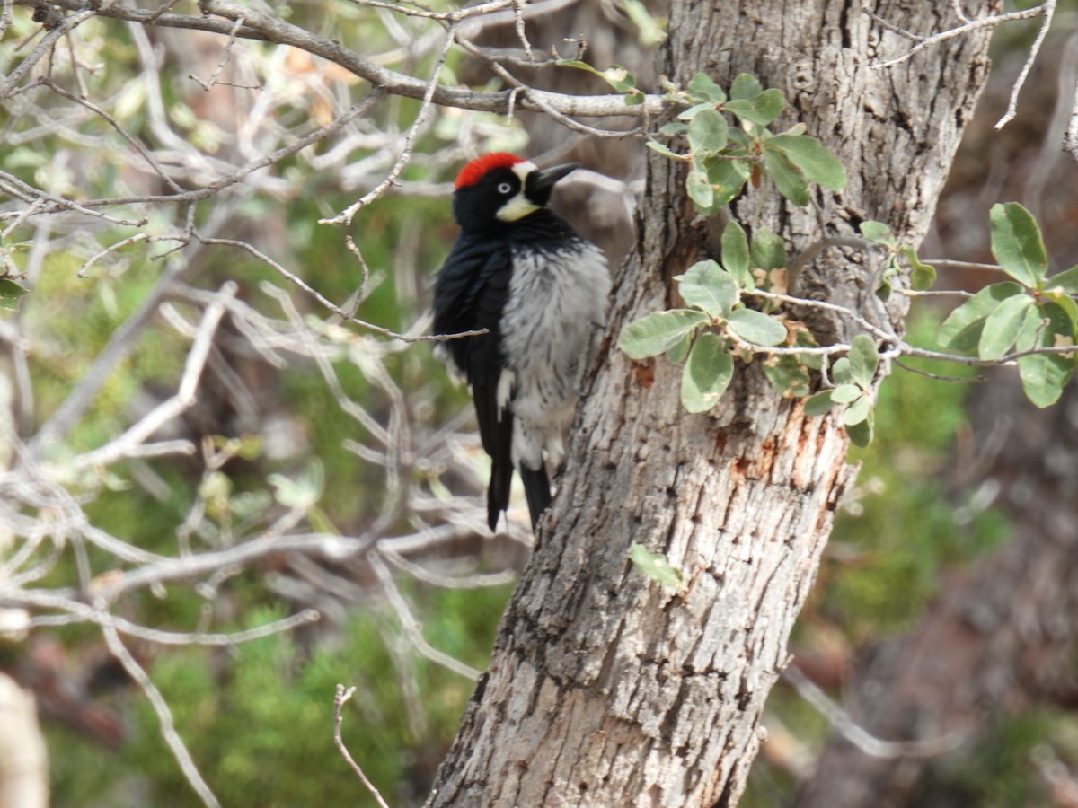 Acorn Woodpecker - ML638485230
