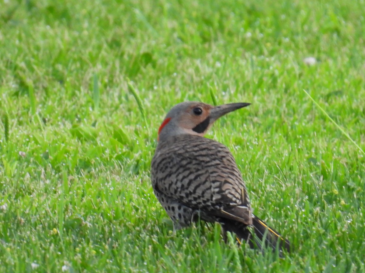 Northern Flicker - ML638485249