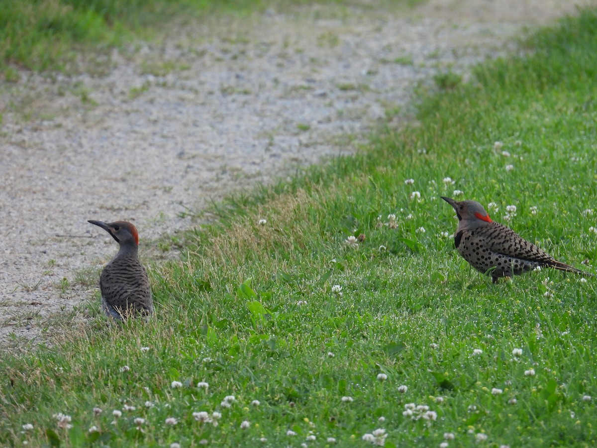 Northern Flicker - ML638485250