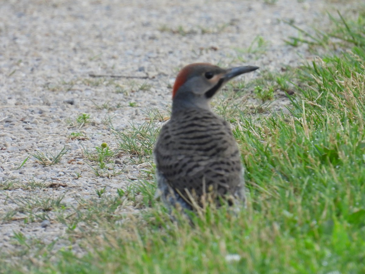 Northern Flicker - ML638485251