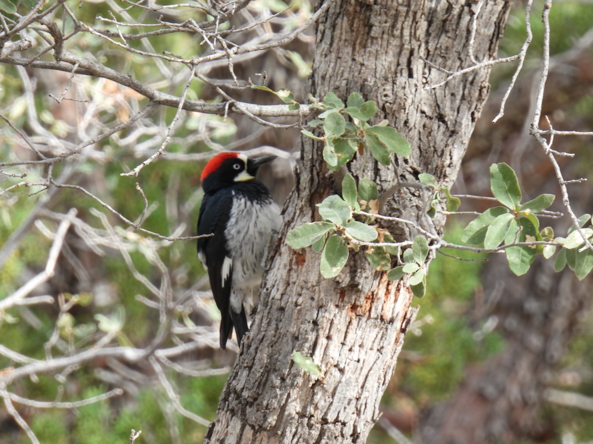 Acorn Woodpecker - ML638485258
