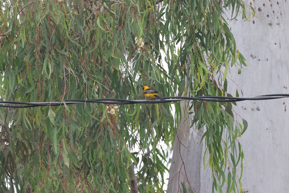 Hooded Oriole - ML638485269