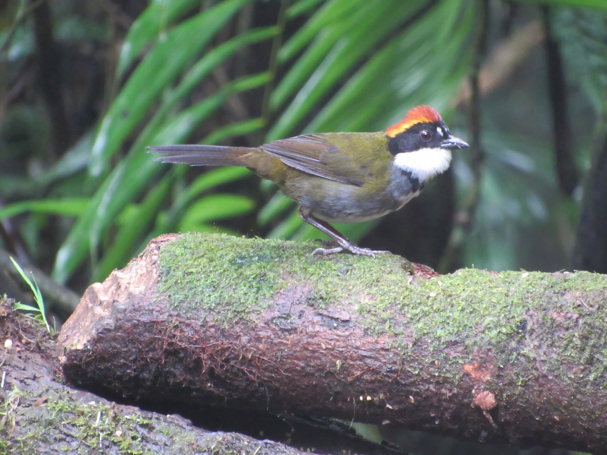 Chestnut-capped Brushfinch - ML638485272