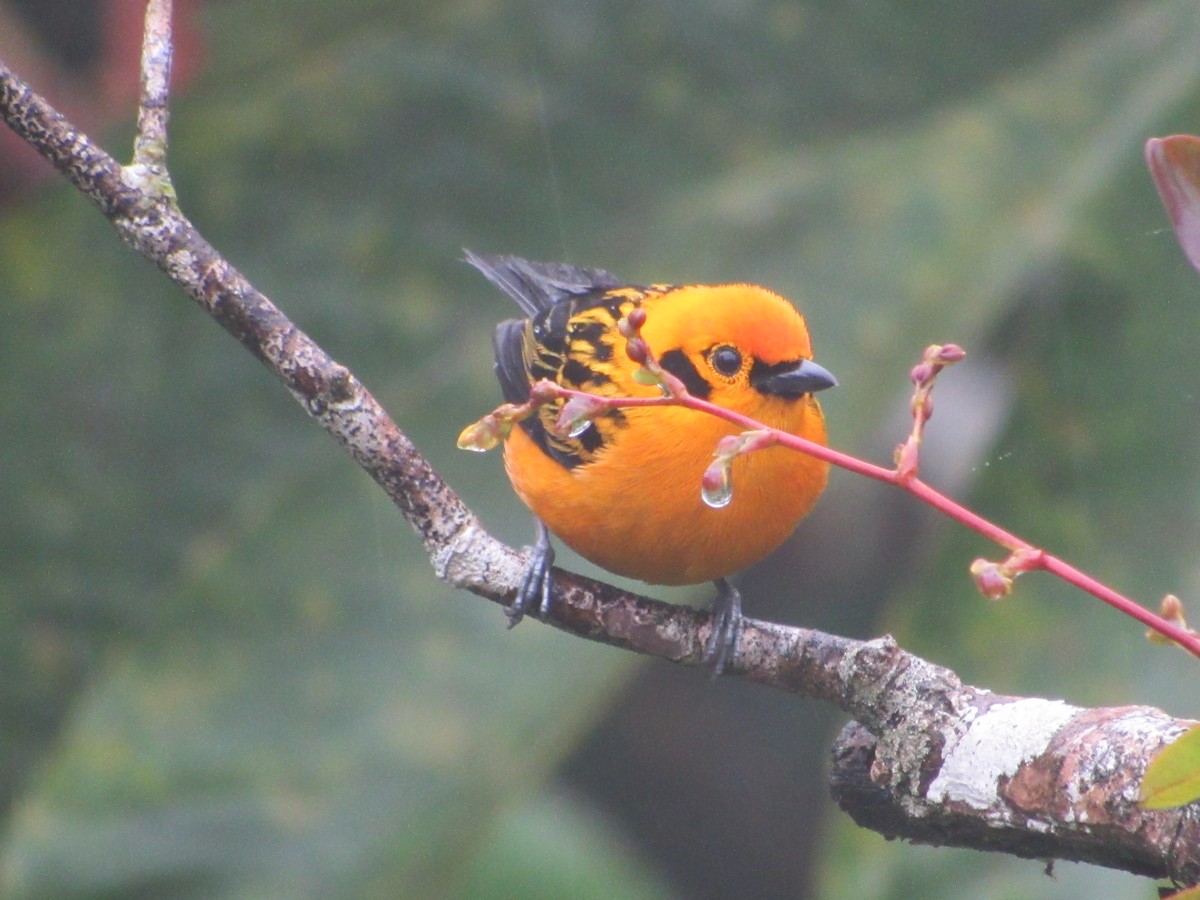 Golden Tanager - ML638485290