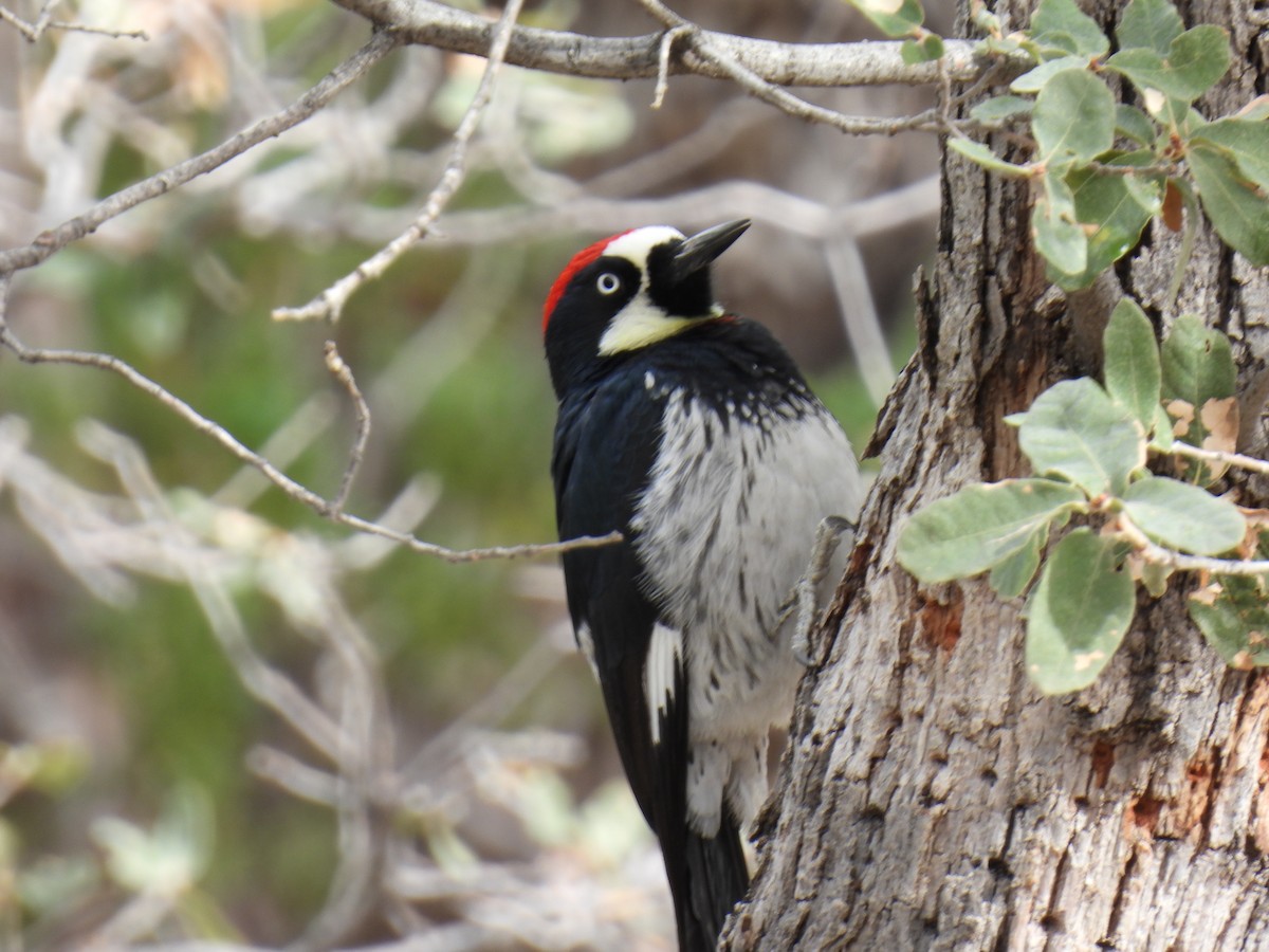 Acorn Woodpecker - ML638485321