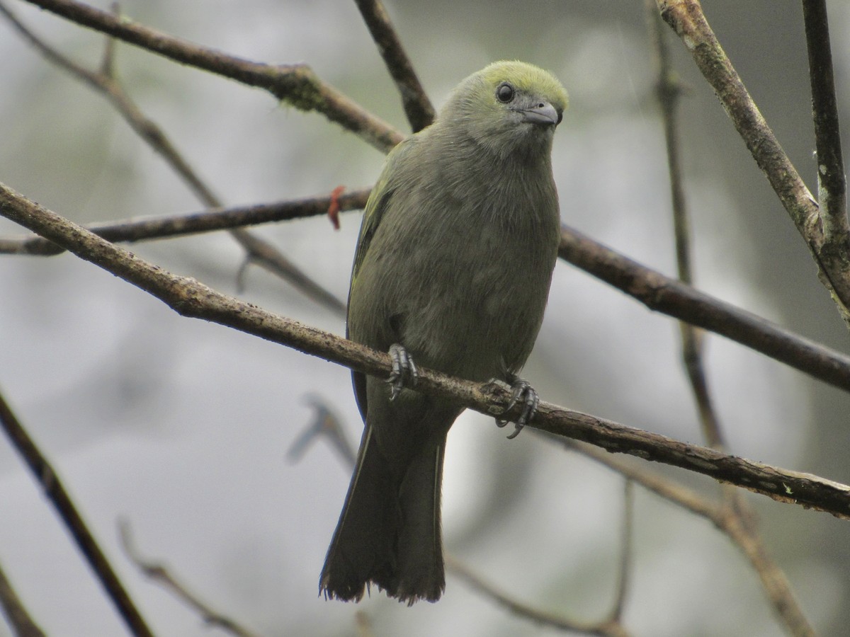 Palm Tanager - ML638485325