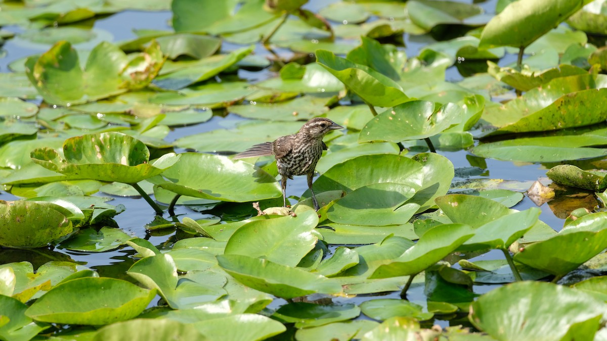 Red-winged Blackbird - ML638485331