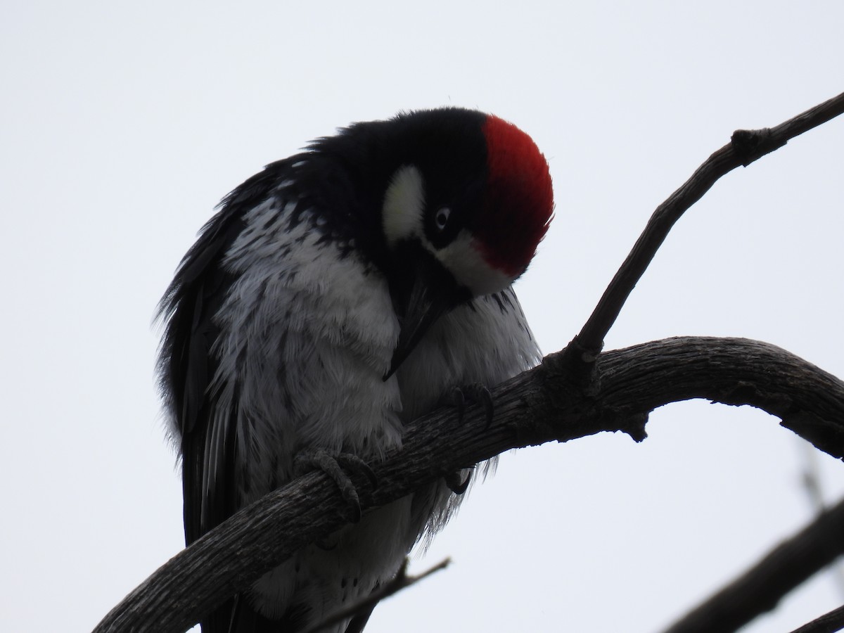 Acorn Woodpecker - ML638485336