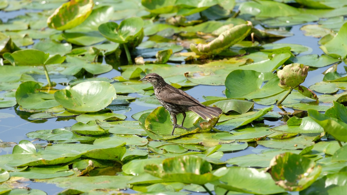 Red-winged Blackbird - ML638485339