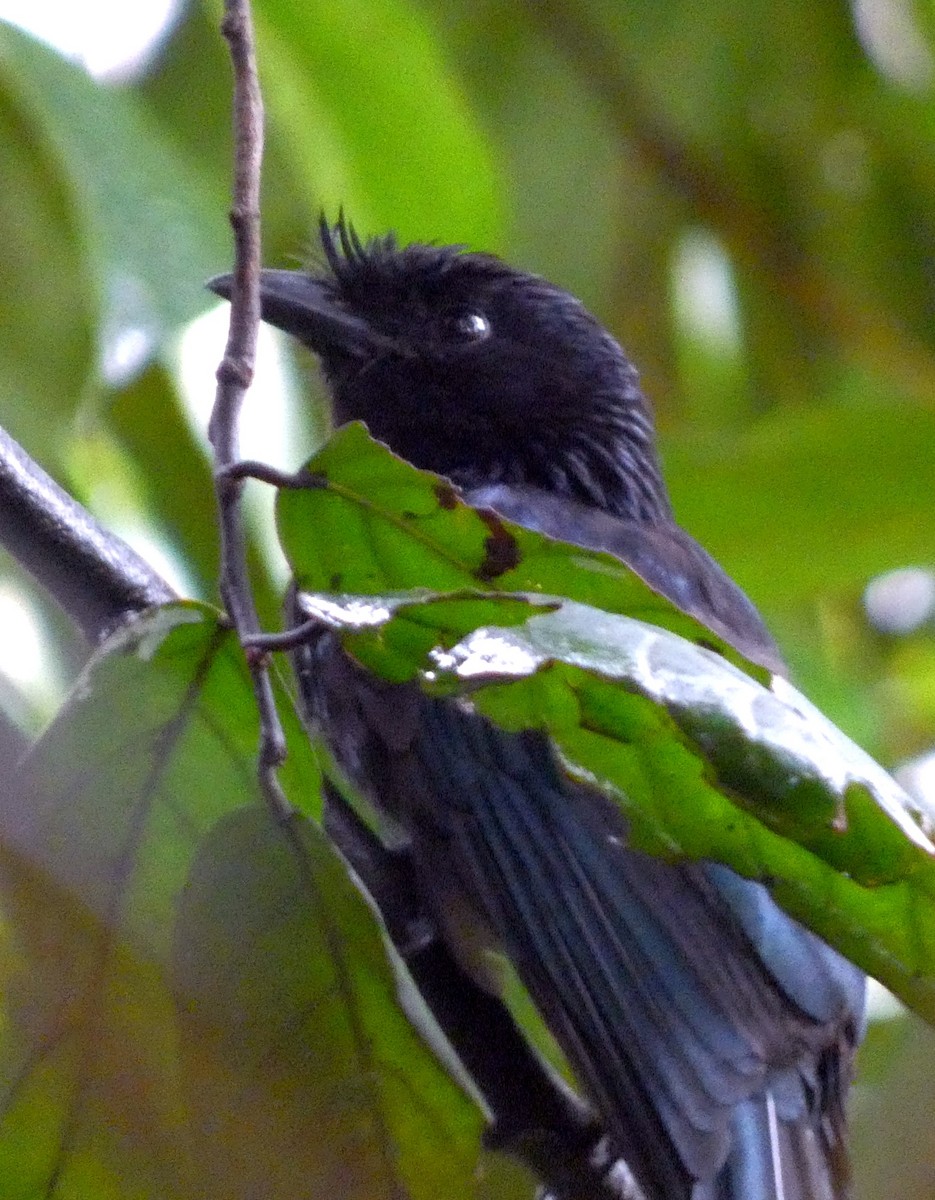Greater Racket-tailed Drongo - ML638485342