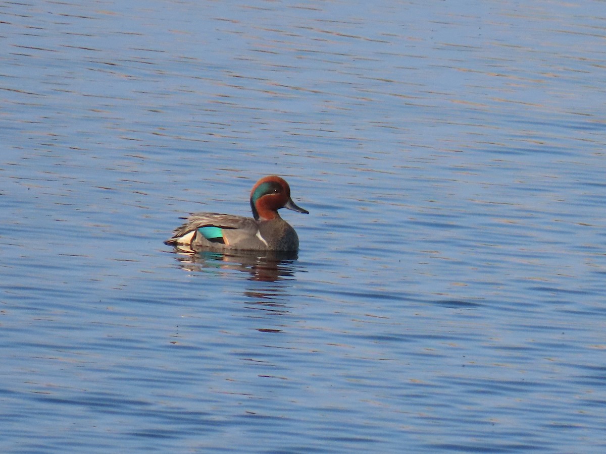 Green-winged Teal - ML638485348