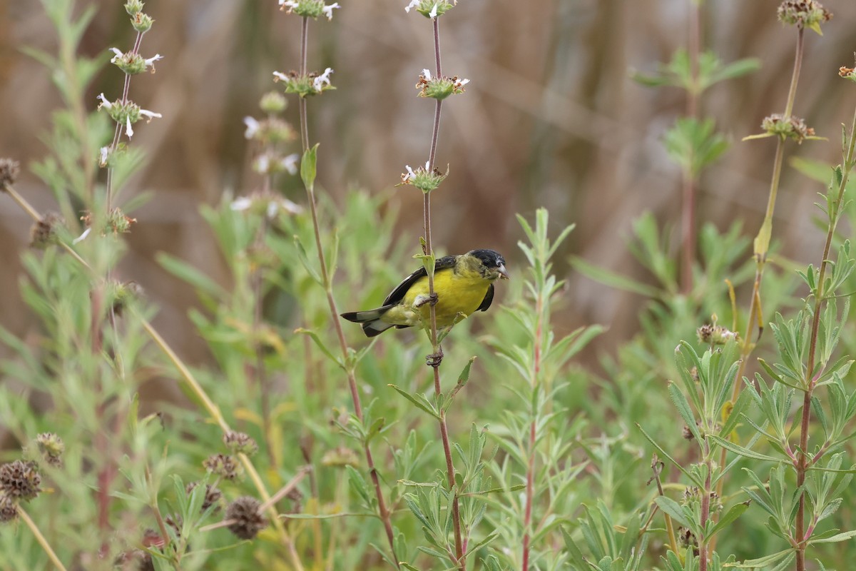 Lesser Goldfinch - ML638485354