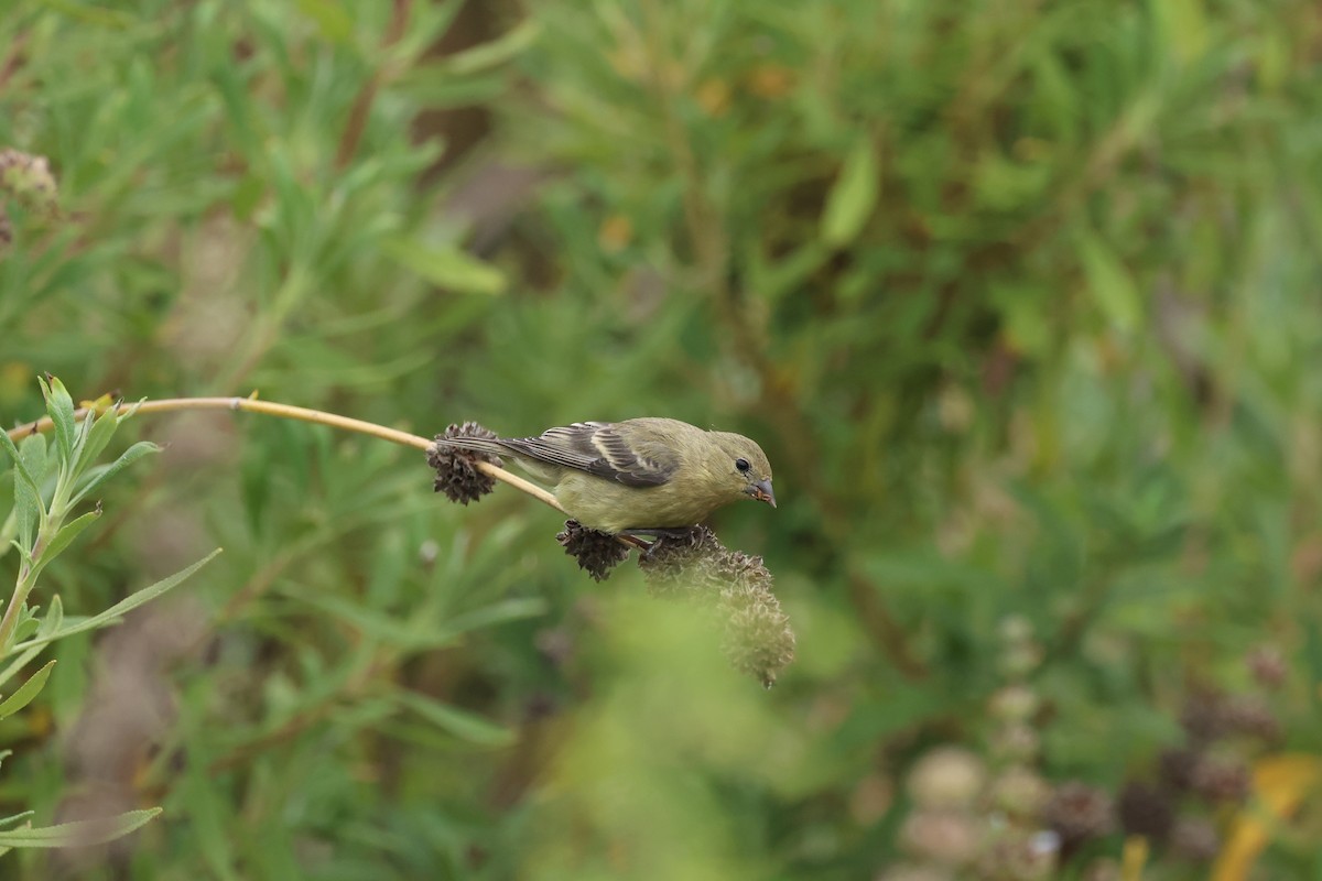 Lesser Goldfinch - ML638485359
