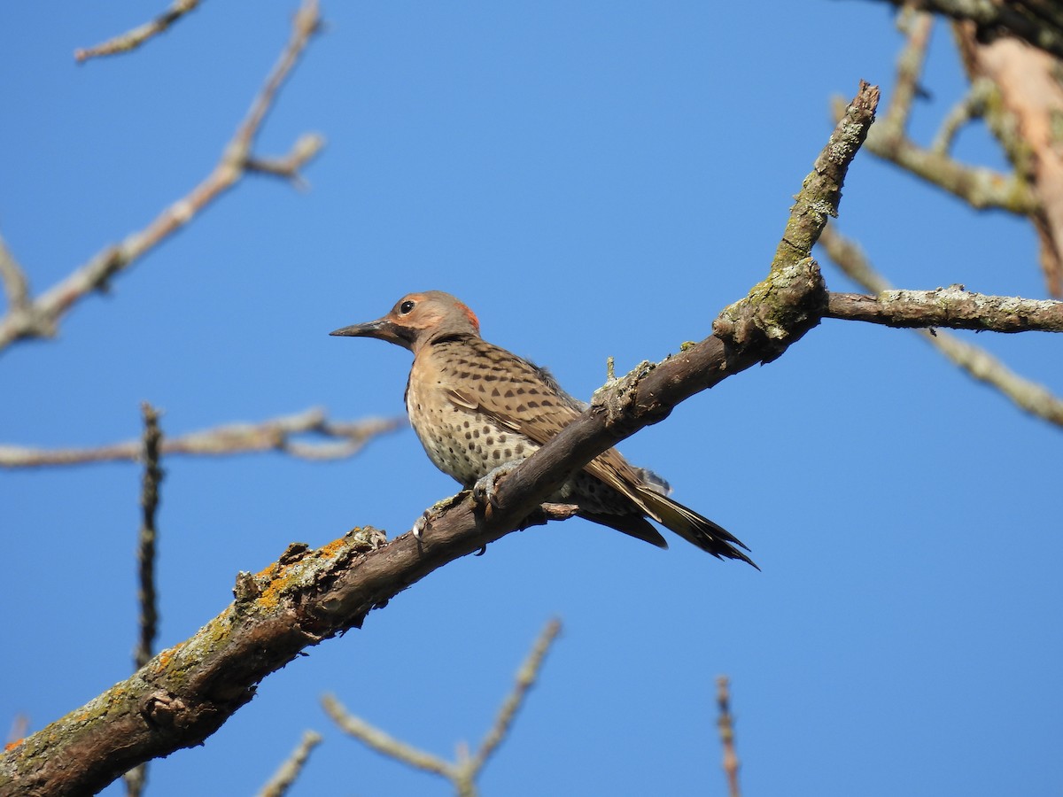 Northern Flicker - ML638485363