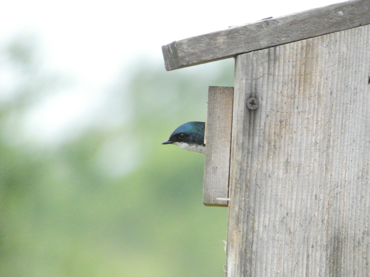 Tree Swallow - ML638485366
