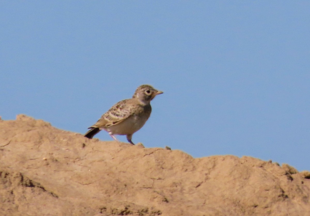 Horned Lark - ML638485378