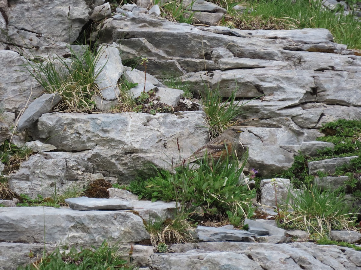 Alpine Accentor - ML638485396