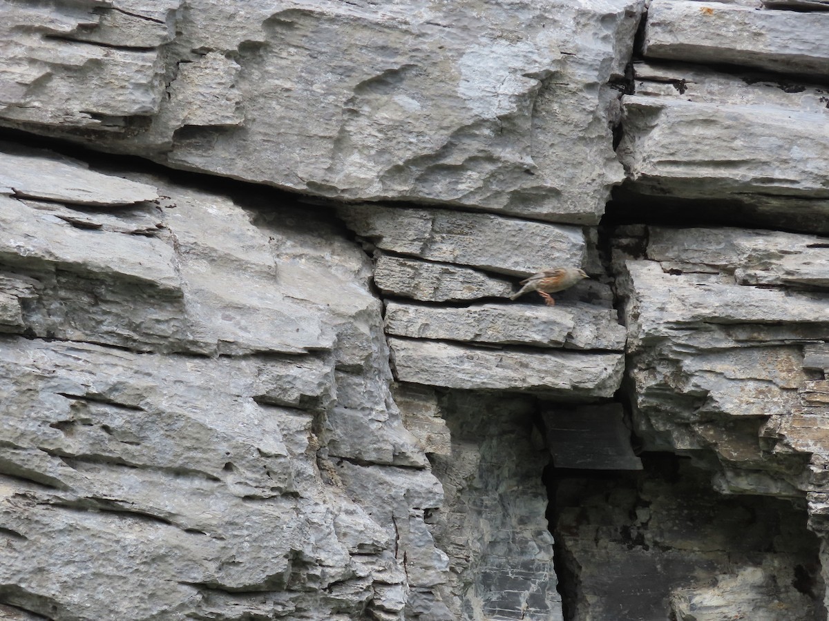 Alpine Accentor - ML638485397