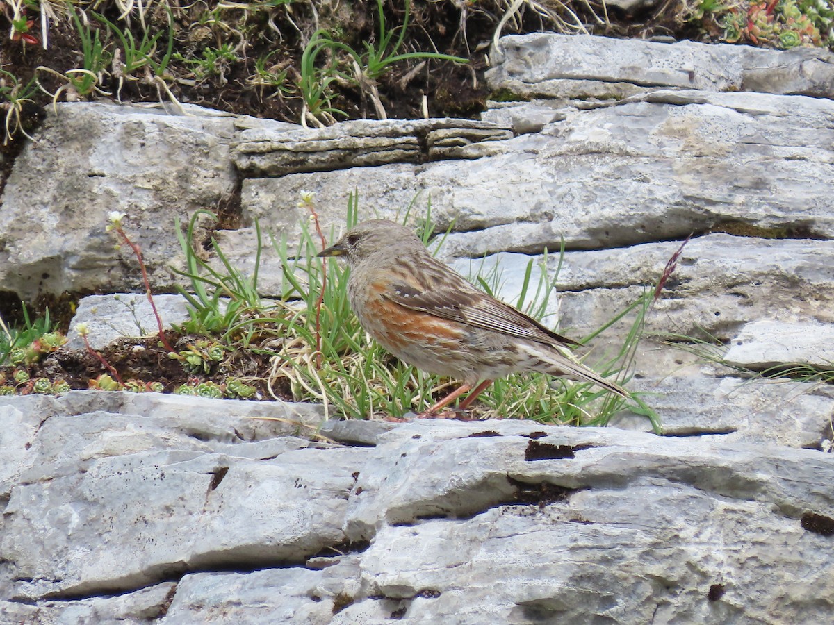 Alpine Accentor - ML638485398