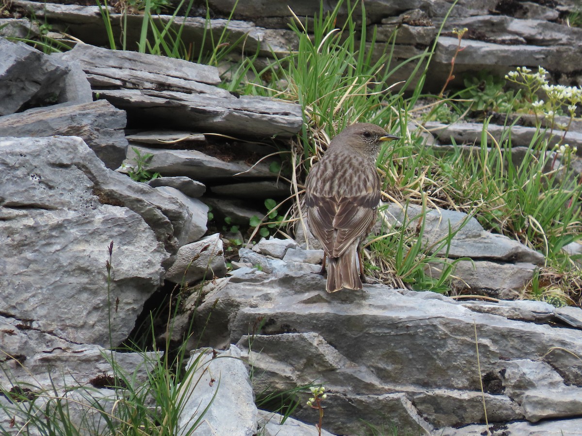 Alpine Accentor - ML638485399