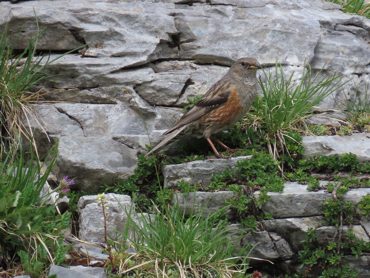 Alpine Accentor - ML638485400