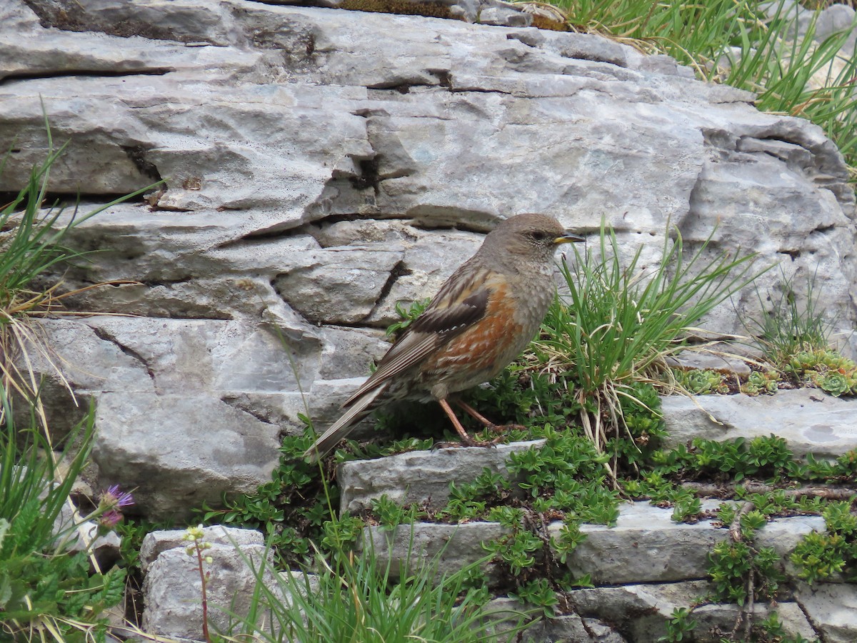 Alpine Accentor - ML638485401