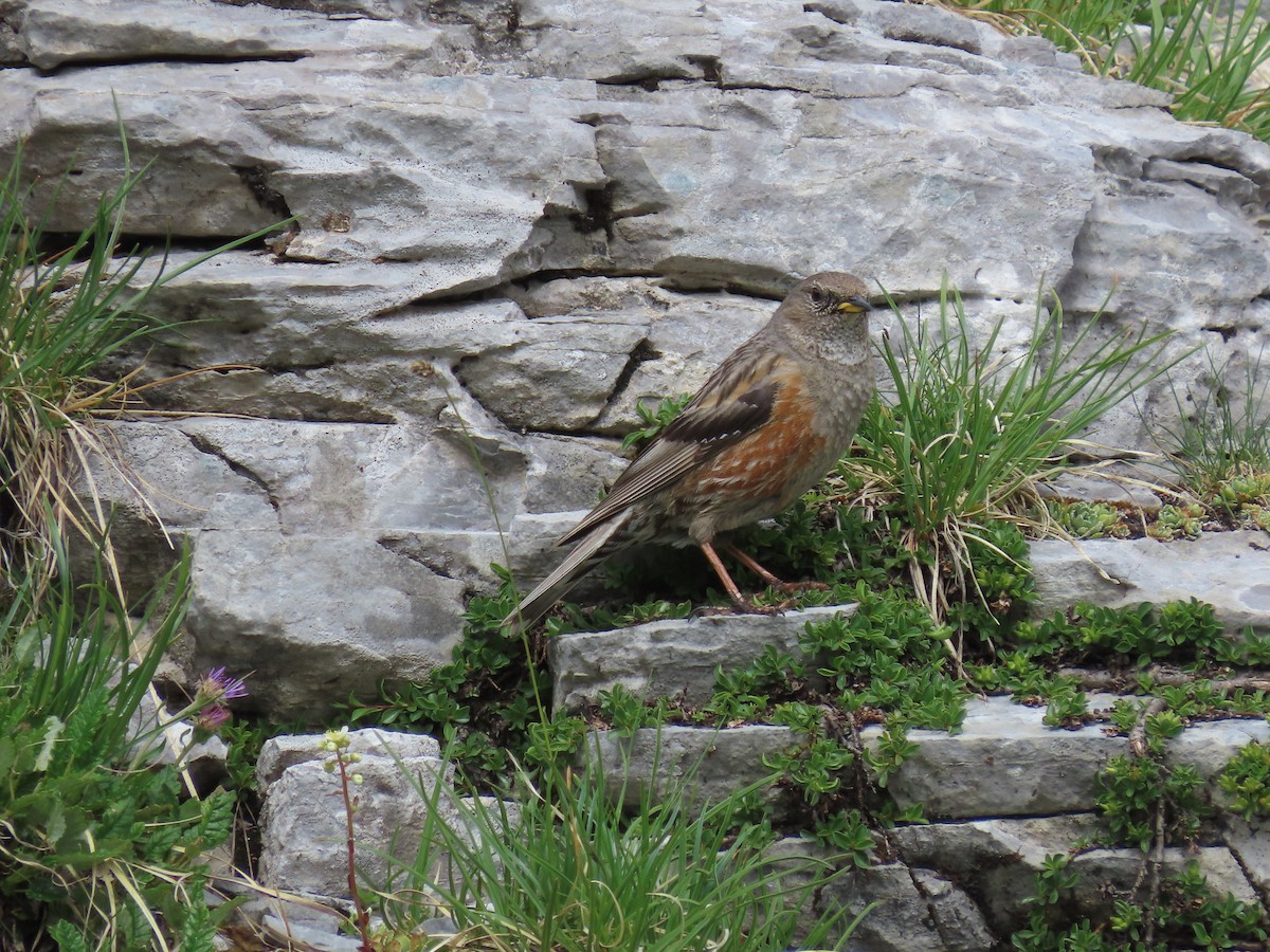 Alpine Accentor - ML638485403