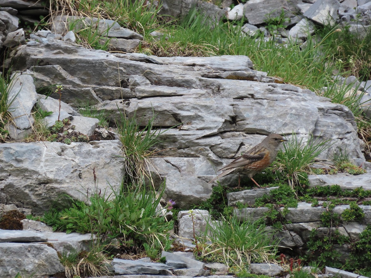 Alpine Accentor - ML638485404