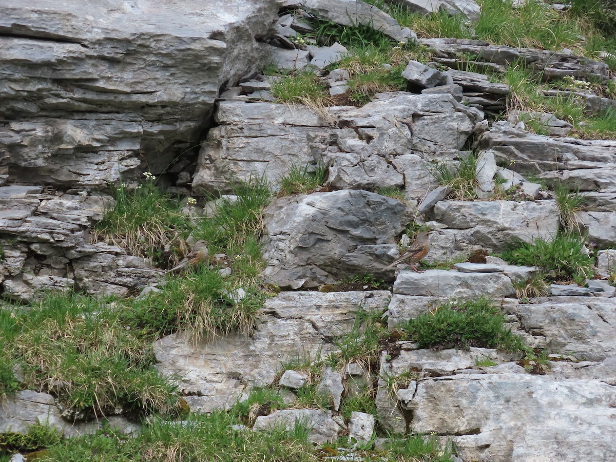 Alpine Accentor - ML638485405