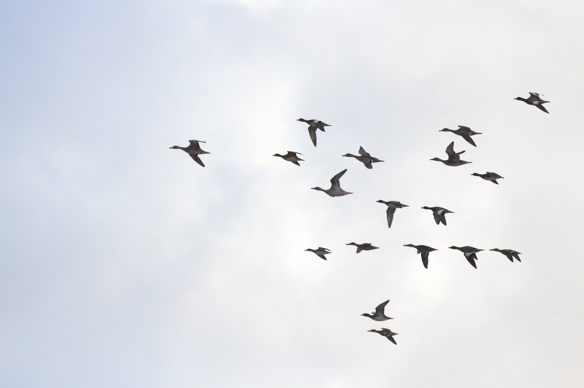 Northern Pintail - ML638485409