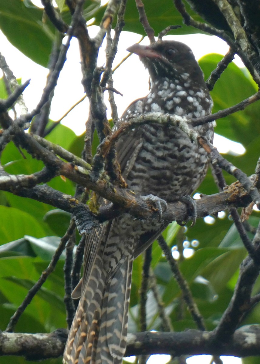 kukačka koel - ML638485410